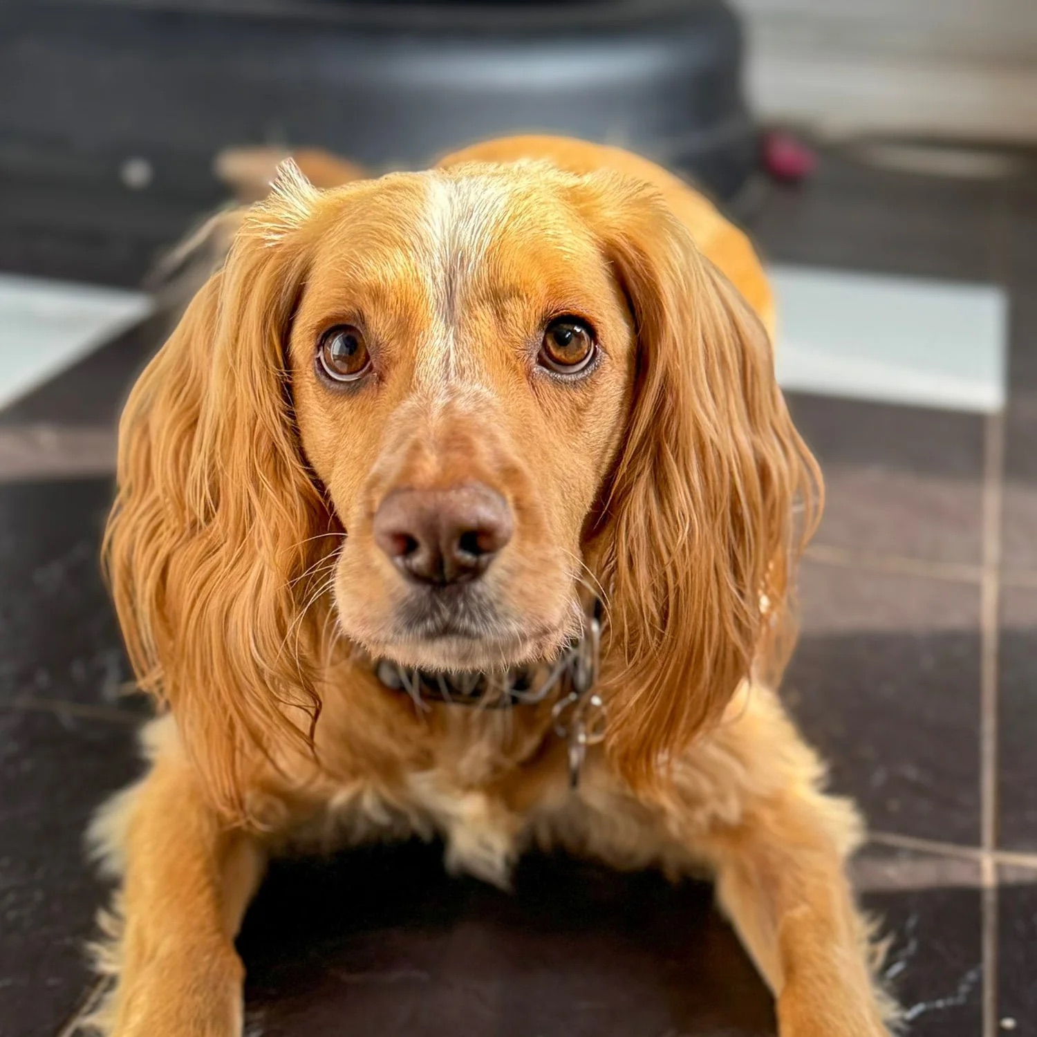 Bragging rights & Muzzle Mates; vacations with your pet