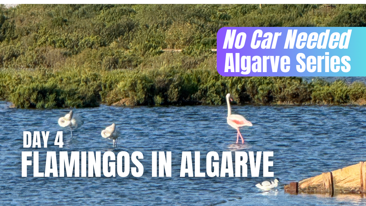 Salinas Olhão: Flamingos, Salt Pans & One of the Algarve’s Best Hidden Experiences(No Car Needed – Episode 4)